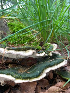 Ormandaki bir ağaçta yetişen Trametes versicolor