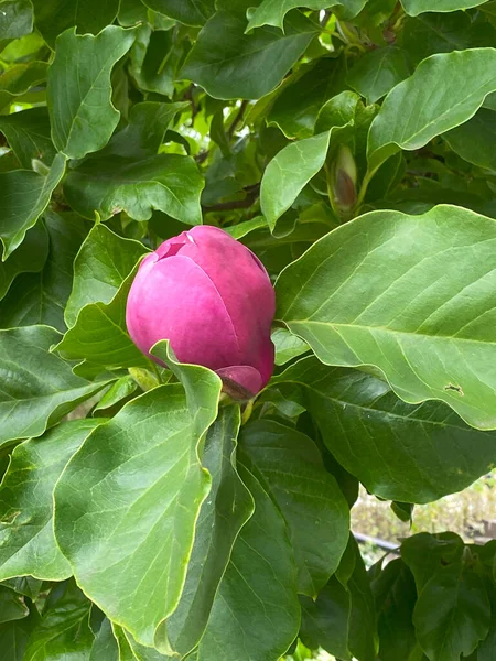 Magnolia Fleur Sur Arbre Dans Jardin Gros Plan — Photo