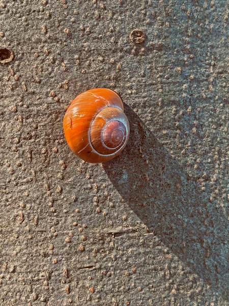 关闭建筑物墙壁上的蜗牛壳 — 图库照片