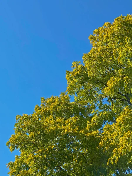 Árvores Com Folhas Verdes Contra Céu Azul Outono — Fotografia de Stock