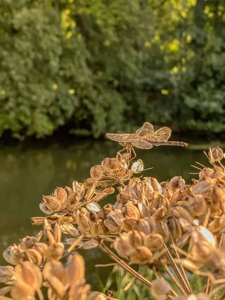 Dragonfly sitting on a flower by the river. Selective focus.