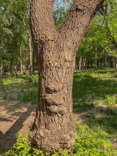 森の中にある古い木 春の風景 — ストック写真