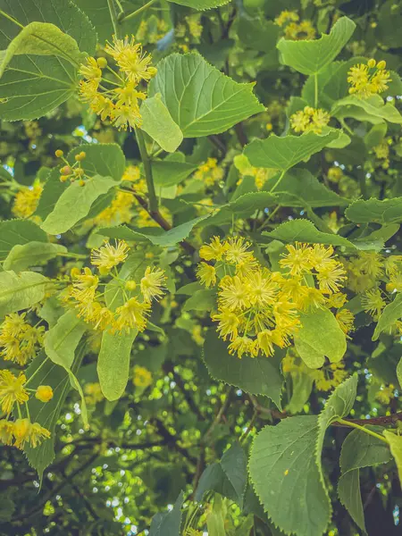 Branch Linden Tree Yellow Flowers Green Leaves — Stock Photo, Image