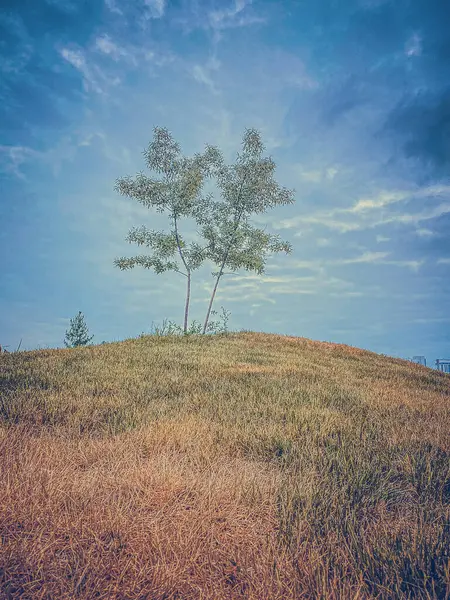 Drzewo Wzgórzu Błękitnym Niebem Retro Stonowany Obraz Vintage Styl — Zdjęcie stockowe