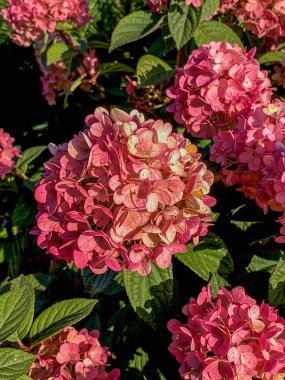 Bahçedeki pembe ortanca çiçekleri, yakın plan.