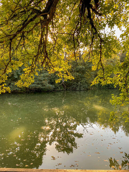 Reflection of tree in the lake. Autumn landscape with yellow leaves.