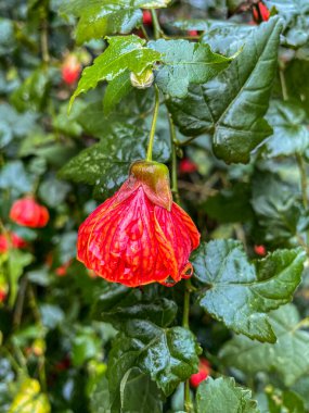 Hibiscus Sabdariffa veya Çin feneri çiçeği.