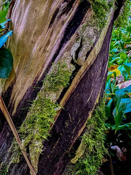 トロピカルフォレストのモスとライニンと古い木のトランク — ストック写真