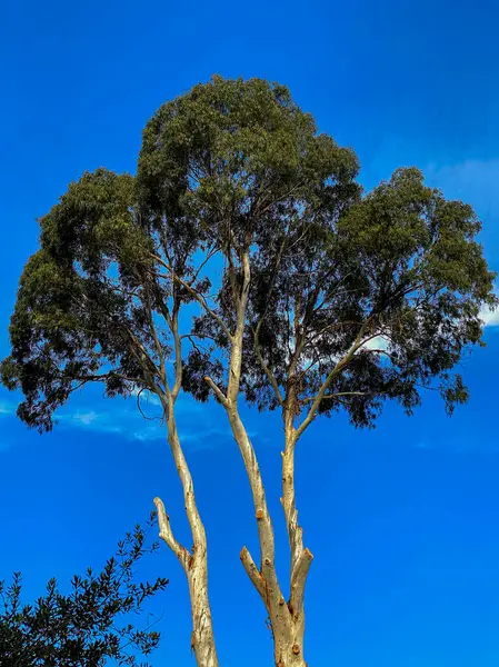Eucalyptus Träd Blå Himmel Bakgrund — Stockfoto