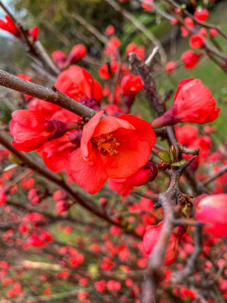 Baharda Chaenomeles japonica 'nın kırmızı çiçekleri