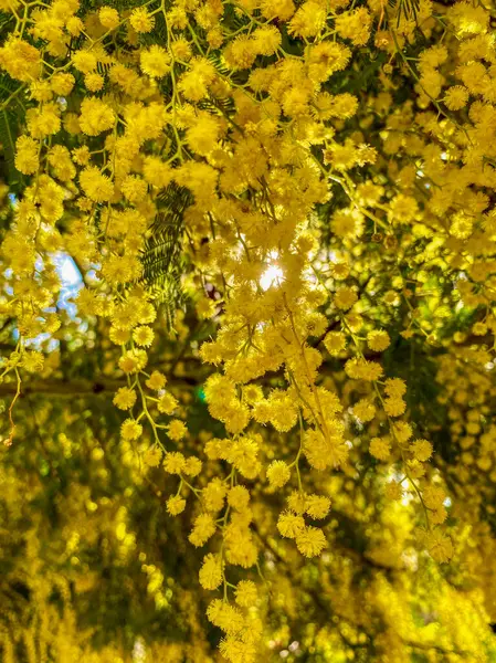 Fiori Gialli Mimosa Una Giornata Sole Primo Piano Sfondo Primavera — Foto Stock