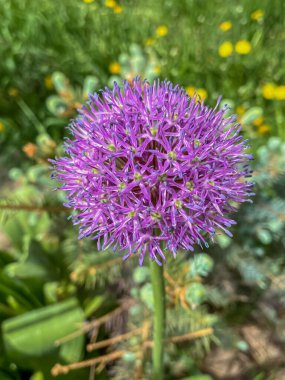 Allium giganteum 'un mor çiçeği (Allium giganteum)