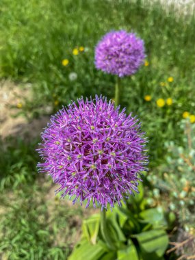 Allium giganteum, yaygın olarak Allium giganteum olarak bilinir..