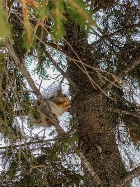 Écureuil Dans Arbre Dans Forêt Animaux Sauvages Dans Nature — Photo