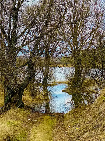 Озеро Весняному Лісі Красивий Краєвид Деревами Талою Водою — стокове фото