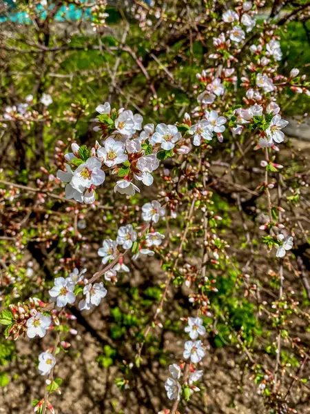 春天里樱桃树枝条的枯萎 — 图库照片
