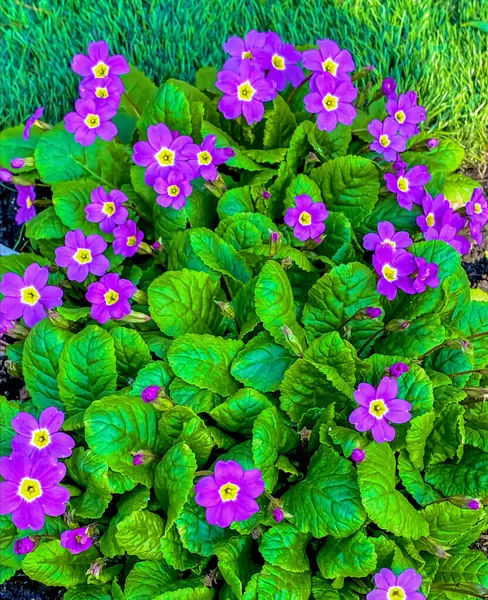 Фиолетовые Цветы Примулы Клумбе Зеленом Фоне Травы — стоковое фото