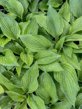 Yeşil yapraklı çiy damlaları. Doğal arkaplan