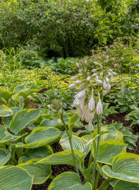 Beyaz yaprakları ve yeşil yaprakları olan çiçekli bir ev sahibi.
