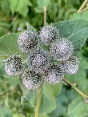 Burdock (Arctium lappa) çiçeklerinin yakınlaştırılması