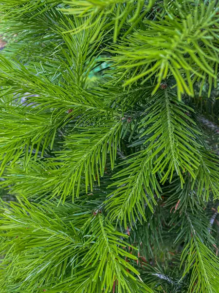 绿云杉分枝与针尖的特写 自然背景 — 图库照片