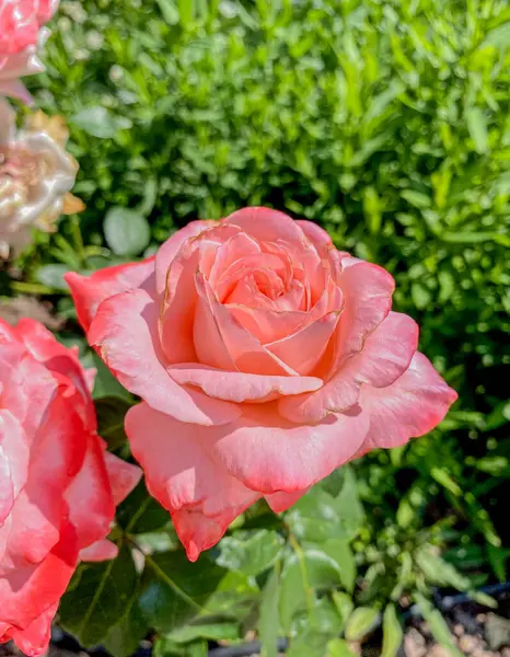 Розовые Белые Розы Саду Розы Красивы Красивым Солнечным Днем — стоковое фото