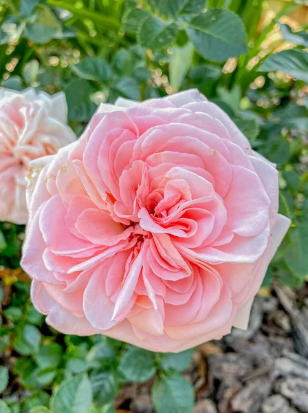 Belle Rose Rose Dans Jardin Gros Plan Une Fleur — Photo