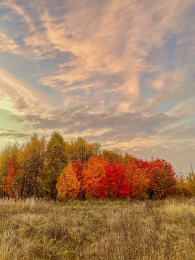 Renkli ormanı ve bulutlu gökyüzü olan sonbahar manzarası. Güzel doğa..