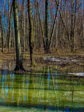 İlkbahar ormanlarındaki göldeki ağaçların yansıması.. 