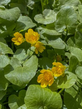 Marigold (Caltha palustris) çiçekleri