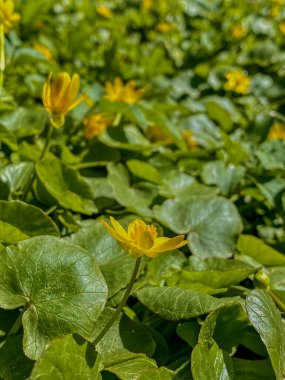 Marigold (Ficaria vernalis) tarlada çiçek açıyor