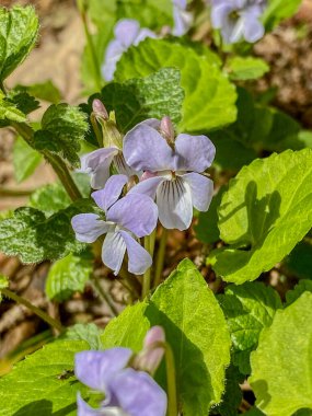 Viola odorata, ahşap menekşe, ahşap menekşe, ahşap menekşe olarak da bilinir.