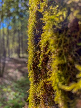 Ormandaki bir ağaçta yosun. Seçici odak.