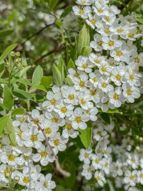 Spiraea thunbergii 'nin beyaz çiçekleri..