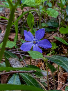 Ormanda Mavi Periwinkle çiçeği (Vinca minör)