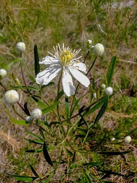 White steppe flowers. Clematis six - petalled