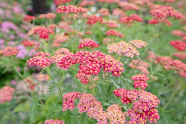 Achillea Millefolium çiçekleri bahçede.