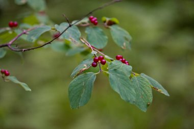 Guelder gülü kırmızı böğürtlenli dal (Guelder gülü)