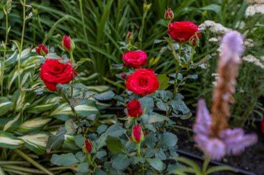 Güneşli bir yaz gününde bahçede açan kırmızı güller..