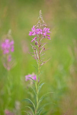 Fireweed (Epilobium angustifolium). Pembe çiçek 