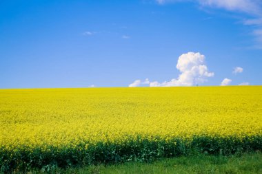 Sarı tecavüz tarlası ve mavi gökyüzü beyaz bulutlar, bahar manzarası