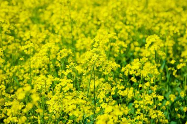 Tecavüz meydanında tecavüz tomurcukları açar.