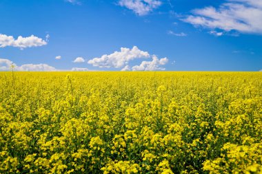 Sarı kolza tohumu tarlasında mavi gökyüzü ve arkasında bulutlar