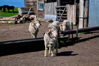 Çiftliğin otlağında bir koyun. Hayvancılık..