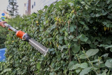 Bahçıvan sokakta çit biçme makinesiyle çalıları buduyor.