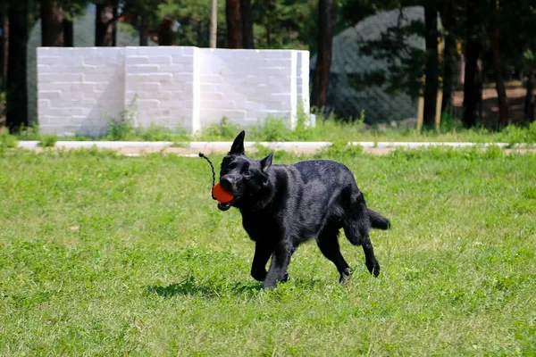 Black service dog runs with a ball in his teeth in the park