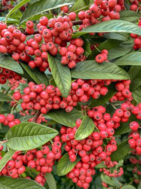 Pyracantha coccinea kırmızı böğürtlenli bir çalıdır..