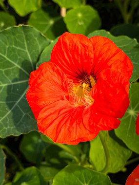 Bahçede açan kırmızı nasturtium çiçeği, yakın çekim