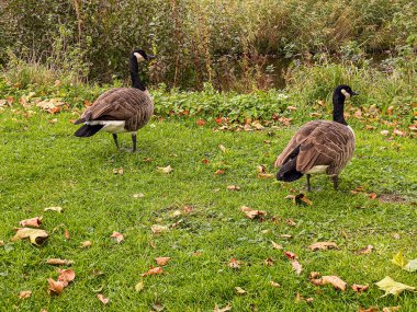 Çimenlerde yürüyen iki Kanada Kazı (Branta canadensis)