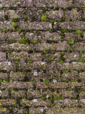 Yosun ve yosunlu eski tuğla duvar. Kusursuz doku.